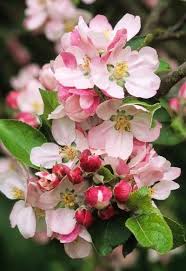 Pin On Flowers Their Elegance And Beauty