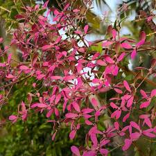 Image result for Congea