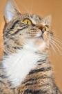 Striped and Tabby Cat Breeds and Types | PetCareRx
