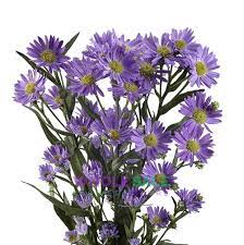 Aster Monarch Purple Wholesale Flowers Store Flower Catalogs Wholesale Flowers Aster Flower