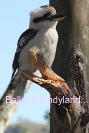 Bella In Bindyland Australian Native Animals Australia Animals Australian Animals