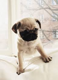 Mera Stella Cute Pugs Pugs Baby Dogs