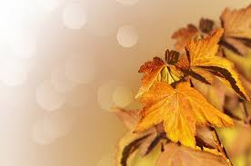 High resolution fall season background. Autumn Free Stock Photos Download 3 764 Free Stock Photos For Commercial Use Format Hd High Resolution Jpg Images
