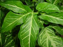 Image result for Syngonium podophyllum