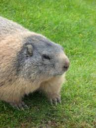 Although it sounds fairly brutal, if handled correctly it will eliminate the groundhog population without killing them at all. How To Get Rid Of Groundhogs Lovetoknow