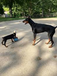 Gracie Rose from Leigh and￼ Flynn's litter, just might be a thief. Or maybe  it's fair game when your older “sister” Emma,￼ from Gracie and Shamus'  litter sleeps! ￼