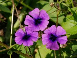 Image result for Monopsis