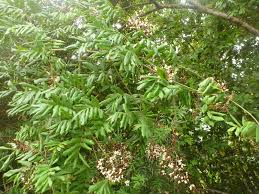 Image result for Millettia stuhlmannii