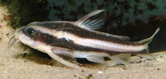 Don't be stupid in this case. Platydoras Armatulus Humbug Catfish Seriously Fish