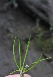 Image result for Limosella