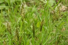 Image result for Anthoxanthum