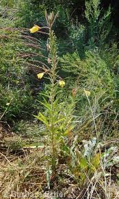 Image result for Otomeria elatior