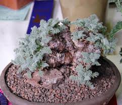 Image result for Pelargonium apetalum