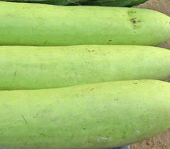 Bottle Gourd Meaning And Translation In Malayalam Tamil Kannada Telugu Hindi Bengali Gujarati Marati Oriya And Punjabi Pachakam Com