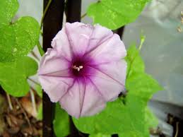 Image result for Ipomoea marginata