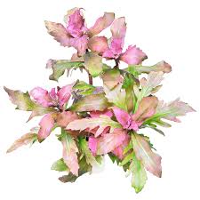 Image result for Hypoestes triflora