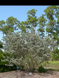 Image result for Conocarpus erectus