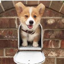 Posted By Animals Co Cute Animals Baby Animals Animals