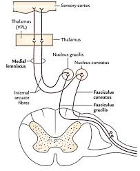 E) inadequate production of gaba by neurons in the basal nuclei. Easy Notes On Tracts Of The Spinal Cord Learn In Just 3 Minutes Earth S Lab