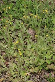 Image result for Youngia japonica