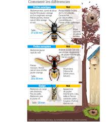 Maybe you would like to learn more about one of these? Frelons Asiatiques Dix Choses A Savoir Sur Cet Insecte Envahissant Le Parisien