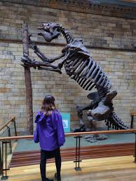 Americanum, sometimes called the giant ground sloth, or the megathere, native to the pampas through southern bolivia during the pleisto. Size Of The Extinct Giant Ground Sloth Interestingasfuck