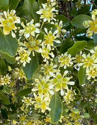 Image result for Quillaja saponaria