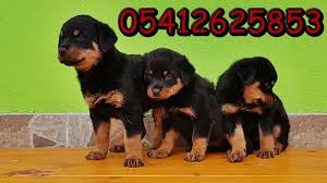 Koca Kafa Rotvaylir Rottweiler