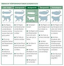 ubergewicht bei katzen tierarztpraxis huppert krefeld katzen katzen fakten katzen haus