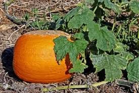 Huismiddel Ten Meeldauw Melk Water Baking Soda Afwasmiddel Pompoen Planten Groenten Kweken Moestuin Tips