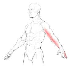 Er gehört zur sekundären rückenmuskulatur , die von dorsal auf den schultergürtel einwirkt. Latissimus Dorsi Muscle Pain Trigger Points