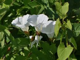 Image result for Convolvulus aschersonii