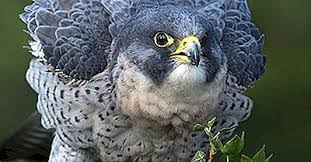 High quality images of animals (not having sex). Fatos Do Falcao Peregrino Animais Da America Do Norte 2021