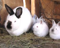 What do new zealand bunnies look like? Californian Rabbit Characteristics Origin Uses Full Breed Information