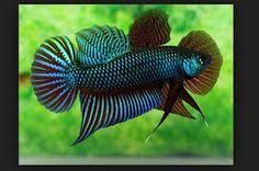 Ikan ini disebut dalan bahasa latinnya adalah betta splendens, termasuk dalam famili anabantidae (labirynth fisher). 13 Ikan Laga Wallpaper Ideas Betta Fish Beautiful Fish Pretty Fish