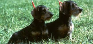 Soldato riesce a portare a casa il cane randagio, sunny, di cui si è innamorato in iraq. Bassotti Tedeschi Nani E Kaninchen A Pelo Corto E Duro Allevamento Dei Mamalgio