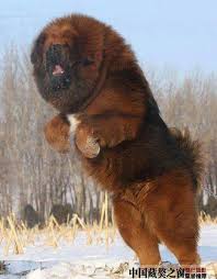 Tibetin Mastiff En Buyuk Kopek Kopek Turleri Sevimli Kopek Yavrulari