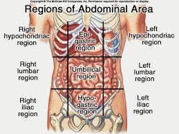 If we were to locate it on our bodies, it can be found on our left side just below the ribs. Anatomy Of Stomach Area Koibana Info Anatomy Organs Human Body Anatomy Body Anatomy