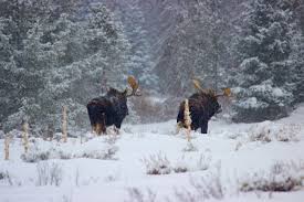 Moose In A Snowy Field Near Winter Park Colorado Moose Are Spotted Year Round In Grand County Gogrand Wildlife Moose F Grand County Snowy Field Wildlife
