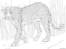 Download and print for free. African Leopard Coloring Pages Printable
