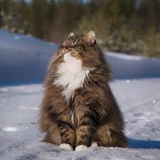 30 Pics Of Finnish Cats Living Their Best Winter Life Norwegian Forest Cat Forest Cat Beautiful Cats
