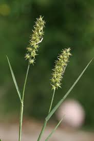 Image result for Cenchrus incertus