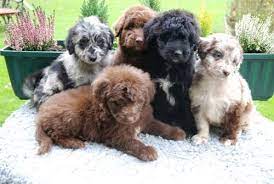 Both the australian shepherd and the poodle are classified as canine einsteins. Aussiedoodles Richel Albright Aussiedoodle Puppies Puppies Cute Animals