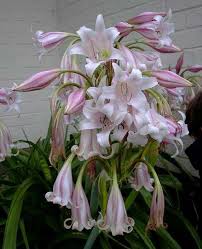 Image result for Crinum lugardiae
