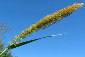 Image result for Cenchrus purpureus