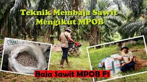 Penggunaan baja organik g3 ditanah gambut. Baja Mpob F1 Baja Khas Kelapa Sawit Teknik Membaja Mengikut Mpob Youtube