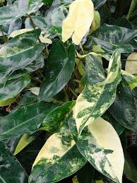 Pin On Plant Wishlist