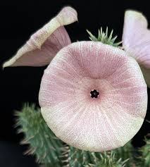 Image result for Hoodia