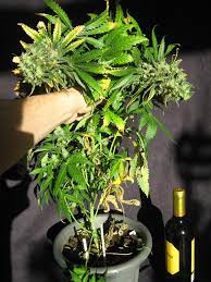 Your cannabis plants will grow stronger while using grow lights with higher ratio of blue light. 100w Cfl Grow Results Cannabis Growing