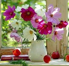 Pin By Sofi S On Cvety Cosmos Flowers Pretty Flowers Beautiful Flowers